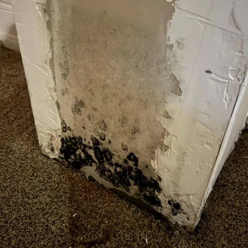 Professional Mold Removal in Louisville, CO